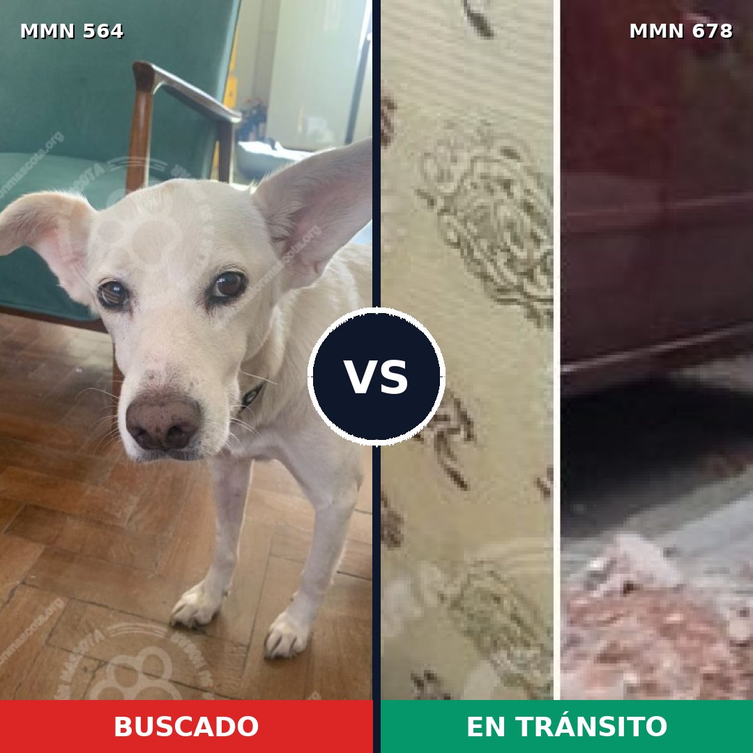 Comparativa MMS 8970: mascota perdida y mascota encontrada, 63% de similitud