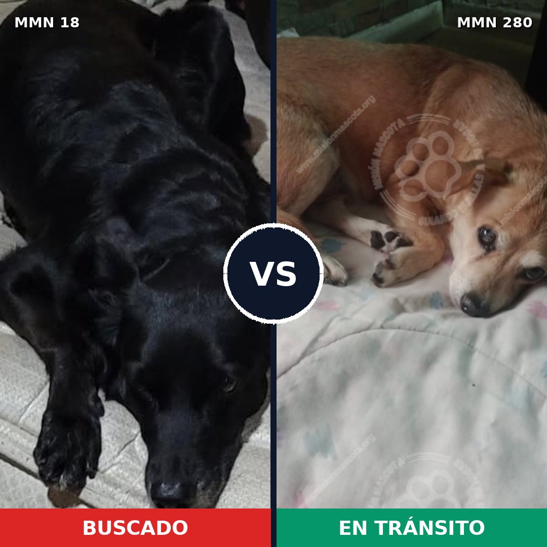 Comparativa MMS 898: mascota perdida y mascota encontrada, 49% de similitud