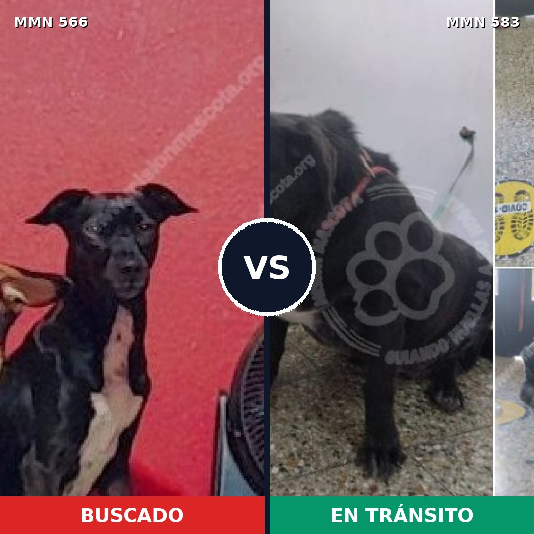 Comparativa MMS 8985: mascota perdida y mascota encontrada, 83% de similitud