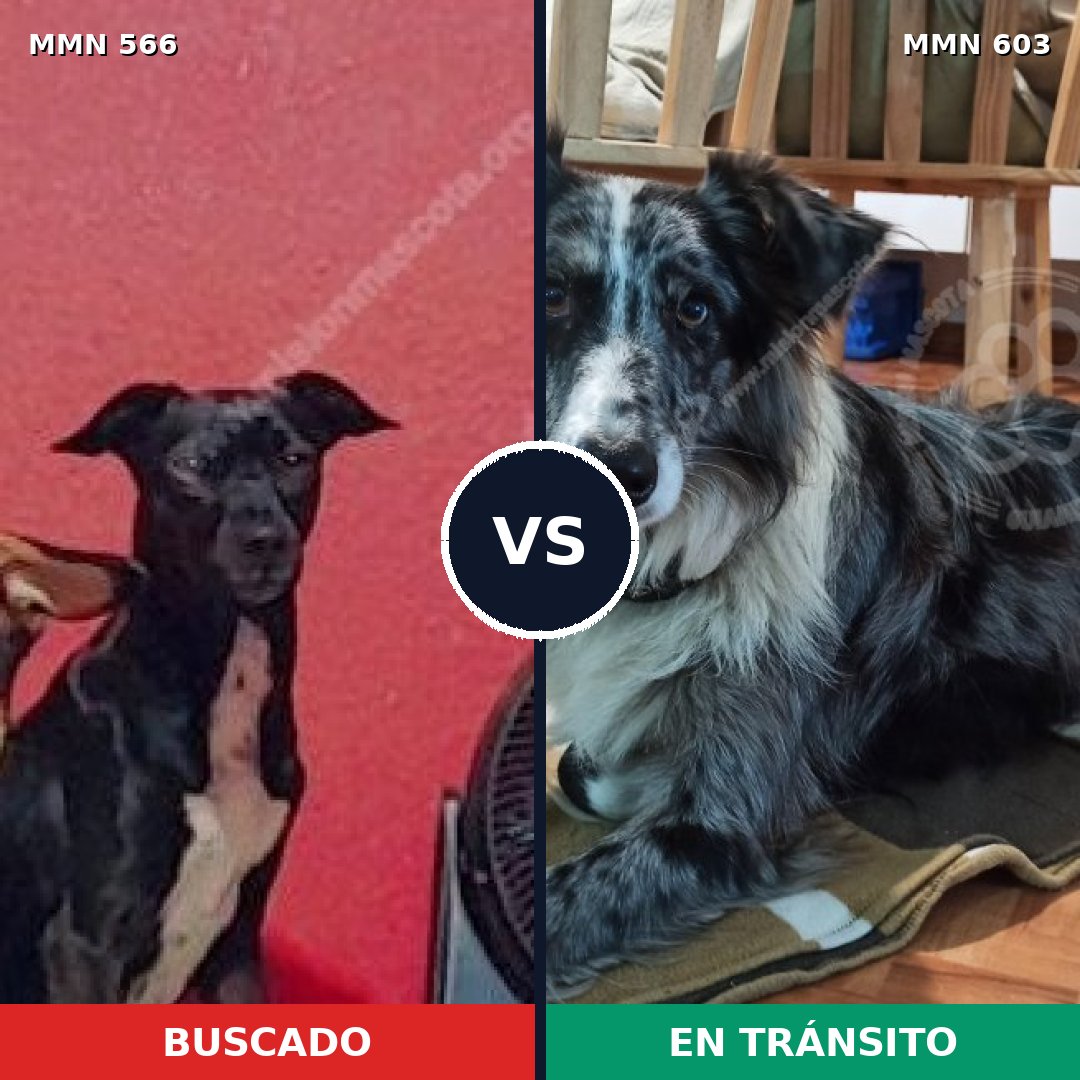 Comparativa MMS 8986: mascota perdida y mascota encontrada, 40% de similitud