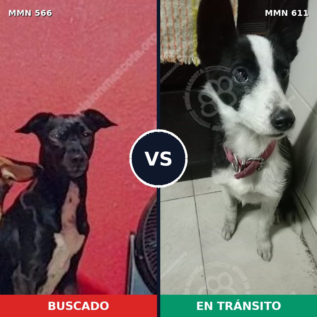 Comparativa MMS 8987: mascota perdida y mascota encontrada, 84% de similitud