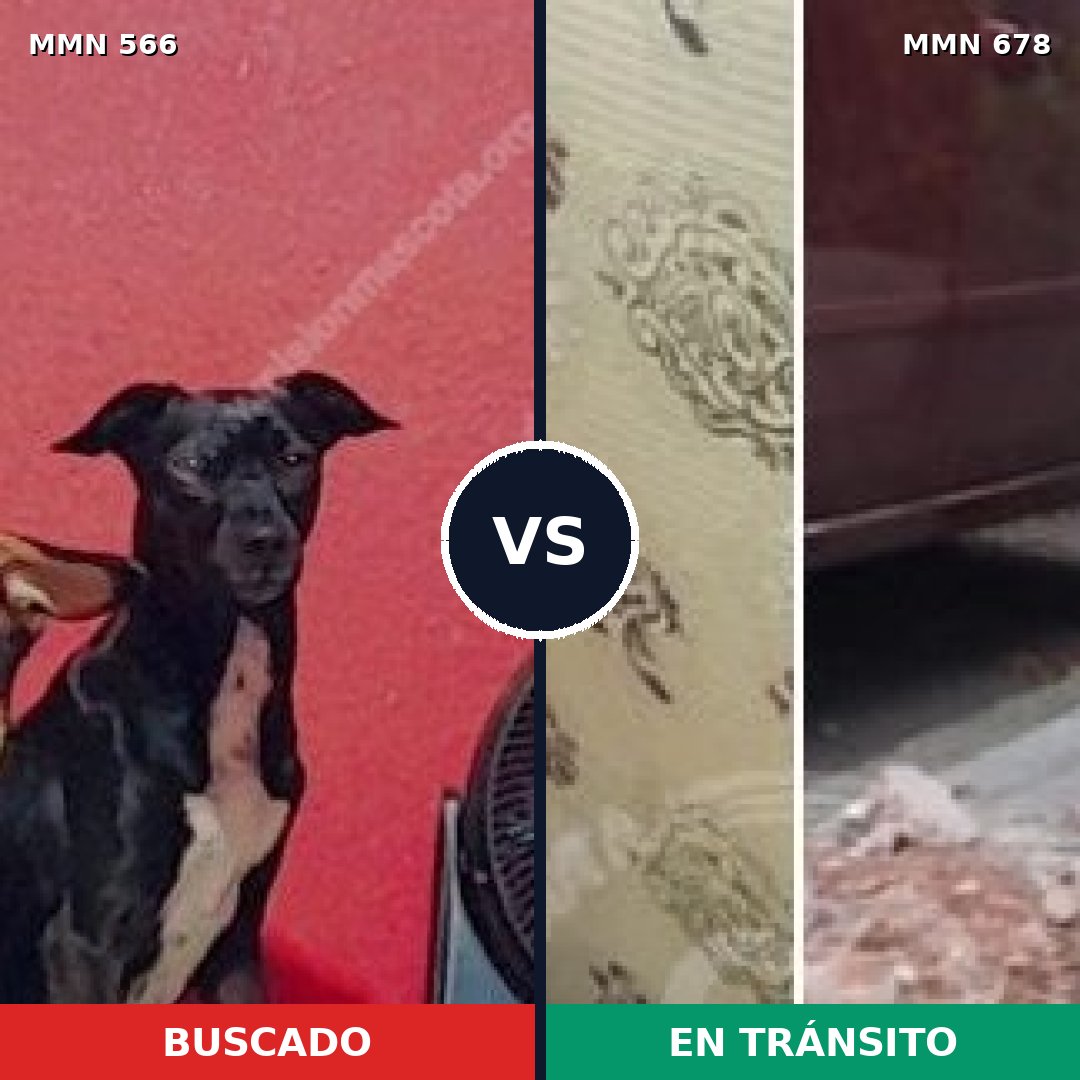 Comparativa MMS 8989: mascota perdida y mascota encontrada, 79% de similitud