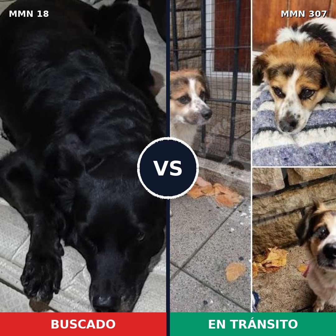 Comparativa MMS 899: mascota perdida y mascota encontrada, 61% de similitud