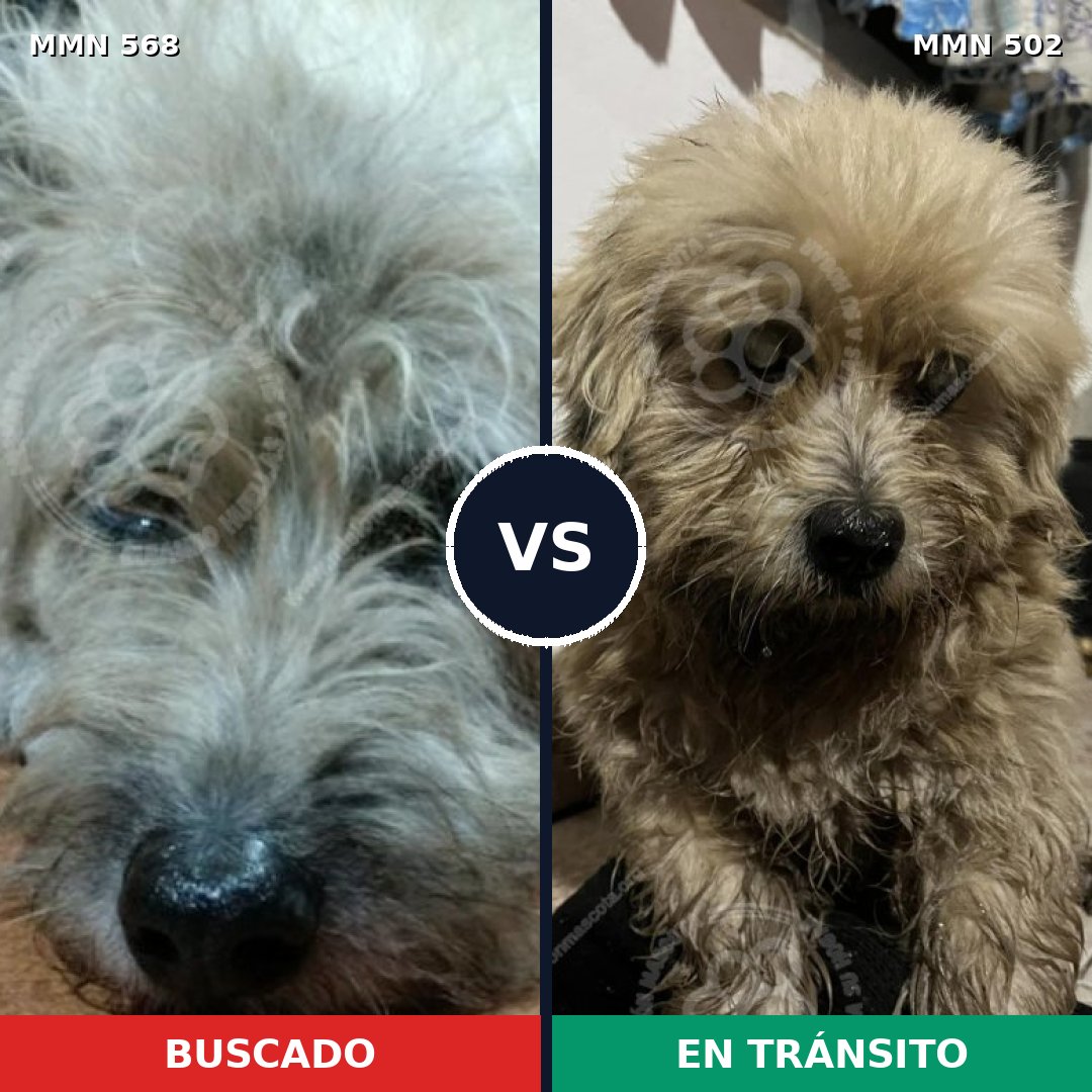 Comparativa MMS 8990: mascota perdida y mascota encontrada, 66% de similitud