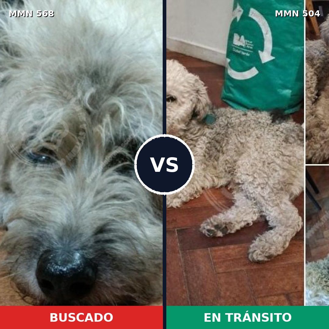 Comparativa MMS 8991: mascota perdida y mascota encontrada, 41% de similitud