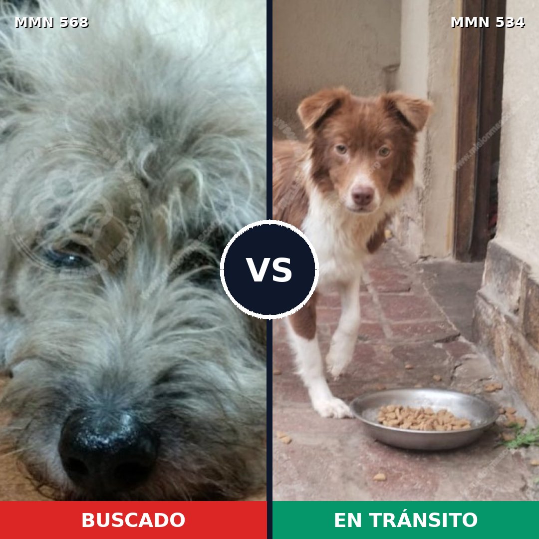 Comparativa MMS 8993: mascota perdida y mascota encontrada, 75% de similitud
