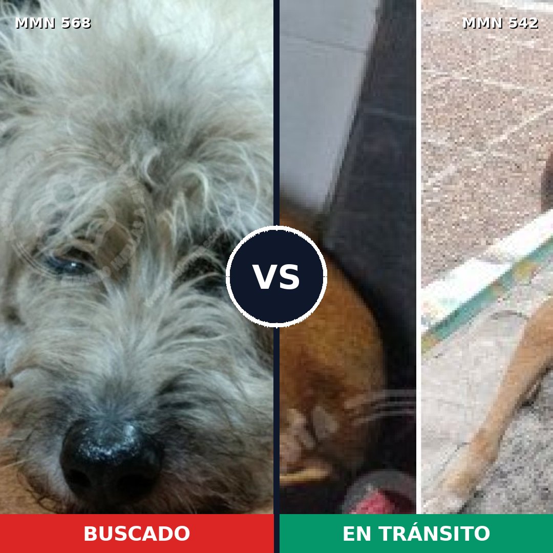 Comparativa MMS 8994: mascota perdida y mascota encontrada, 62% de similitud