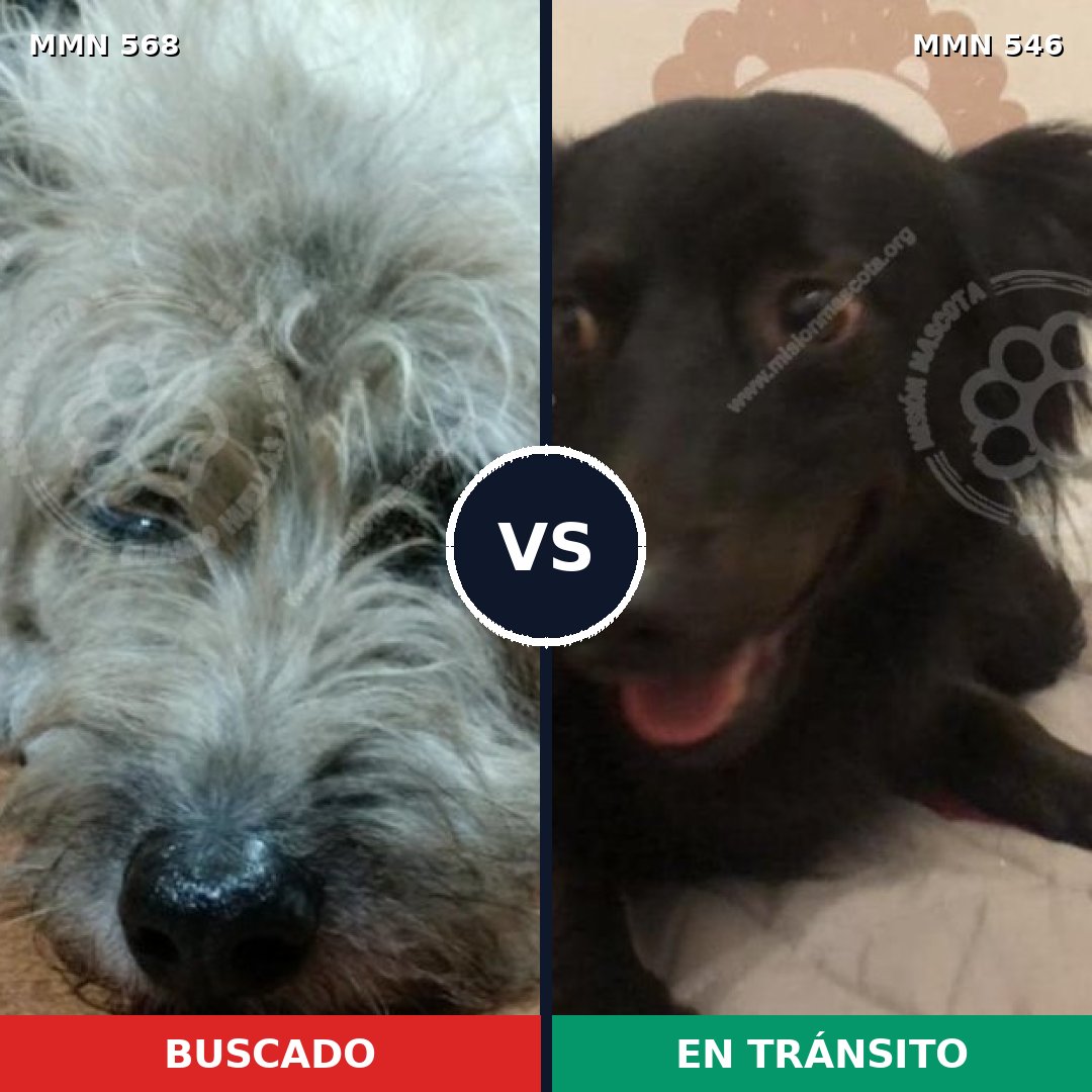 Comparativa MMS 8995: mascota perdida y mascota encontrada, 62% de similitud