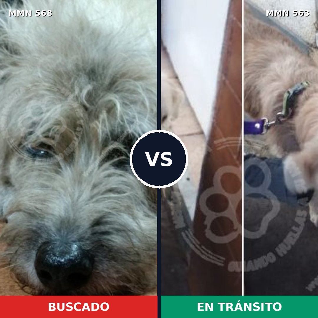 Comparativa MMS 8996: mascota perdida y mascota encontrada, 56% de similitud