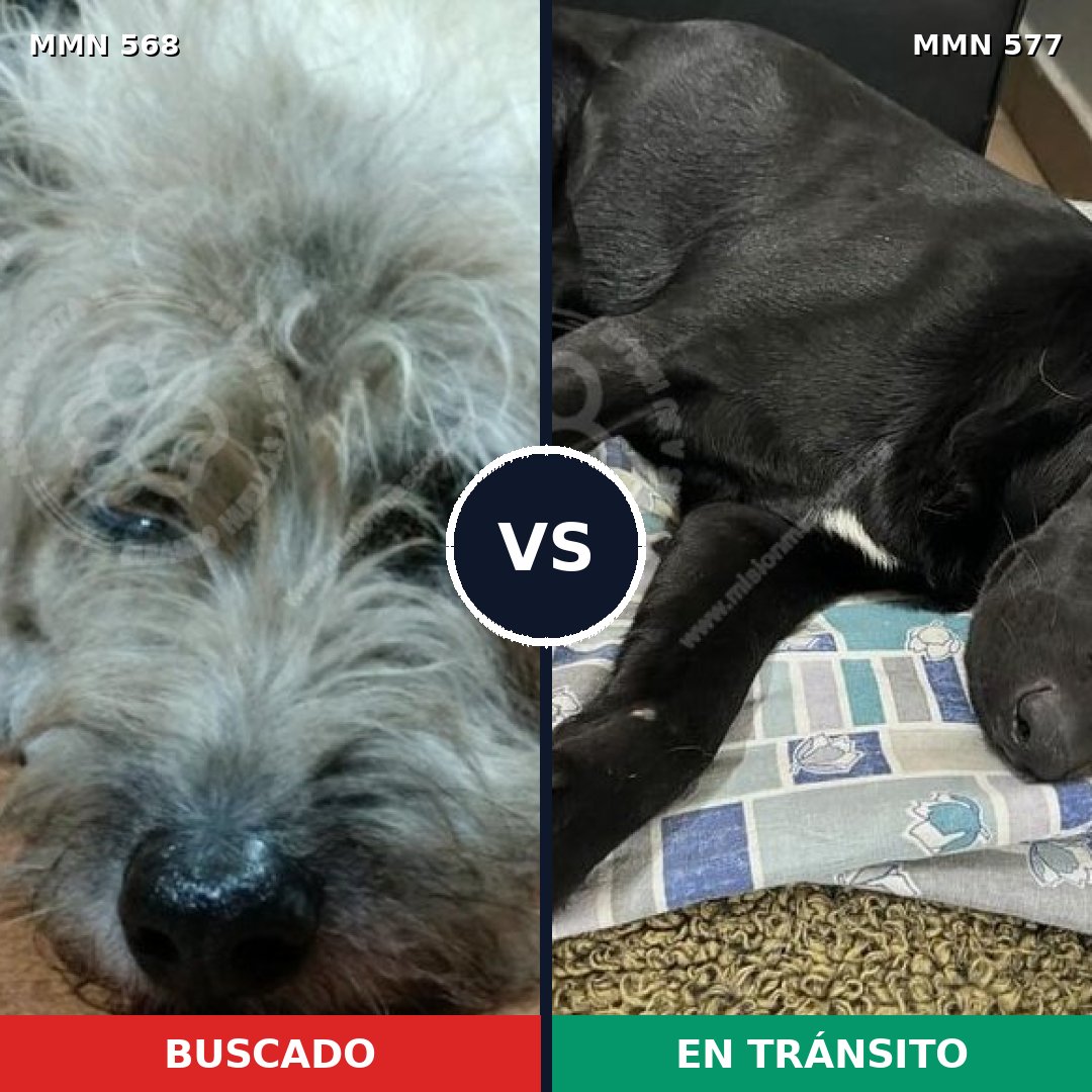 Comparativa MMS 8998: mascota perdida y mascota encontrada, 75% de similitud