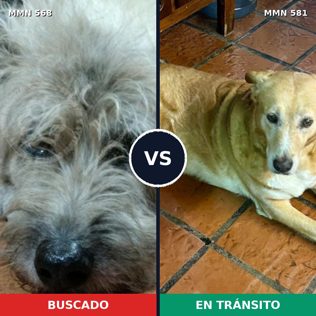 Comparativa MMS 8999: mascota perdida y mascota encontrada, 60% de similitud