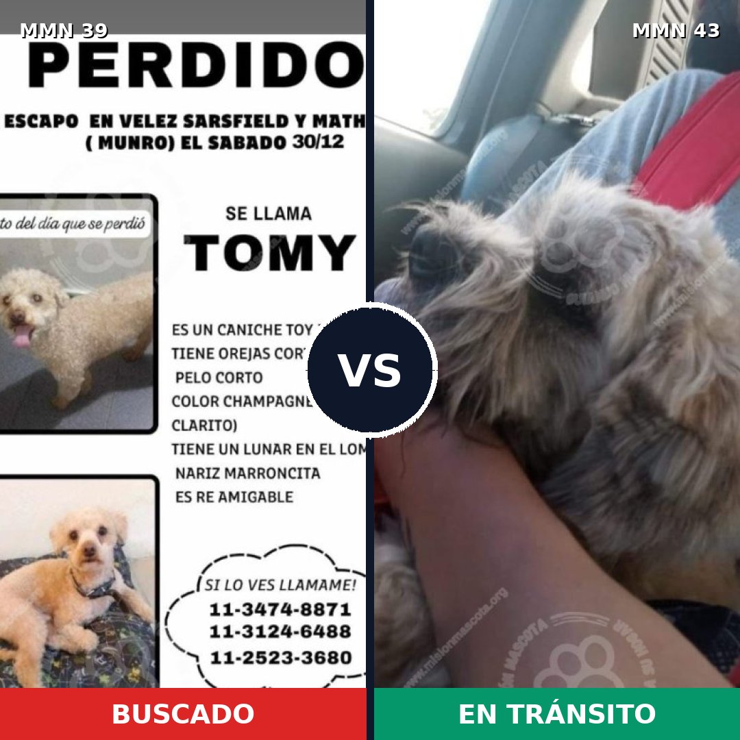 Comparativa MMS 9: mascota perdida y mascota encontrada, 31% de similitud
