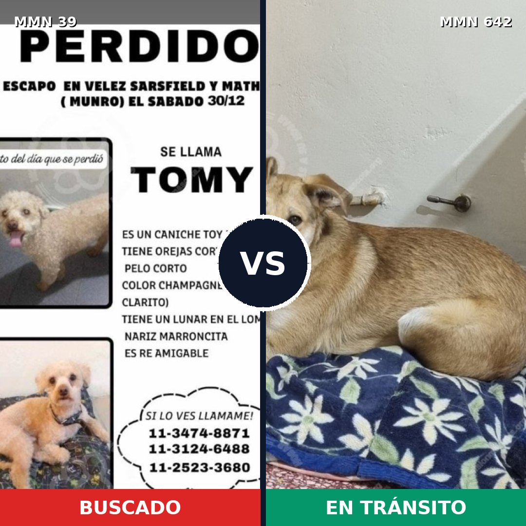 Comparativa MMS 90: mascota perdida y mascota encontrada, 27% de similitud