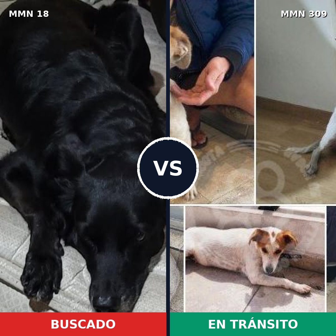 Comparativa MMS 900: mascota perdida y mascota encontrada, 59% de similitud