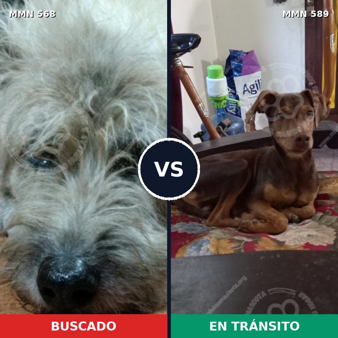 Comparativa MMS 9000: mascota perdida y mascota encontrada, 55% de similitud