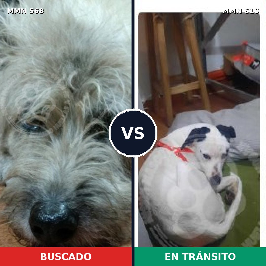 Comparativa MMS 9001: mascota perdida y mascota encontrada, 73% de similitud