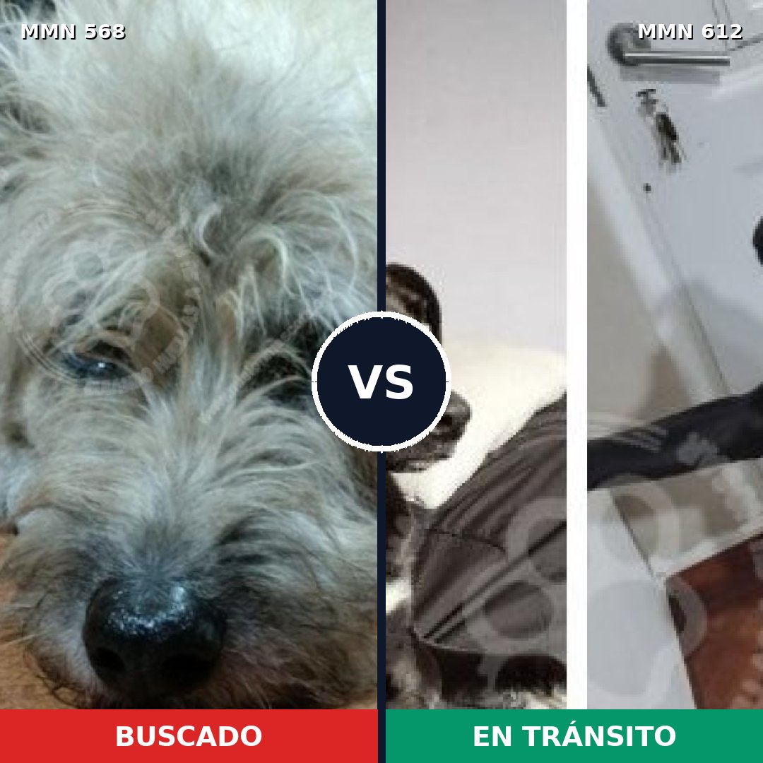 Comparativa MMS 9002: mascota perdida y mascota encontrada, 73% de similitud