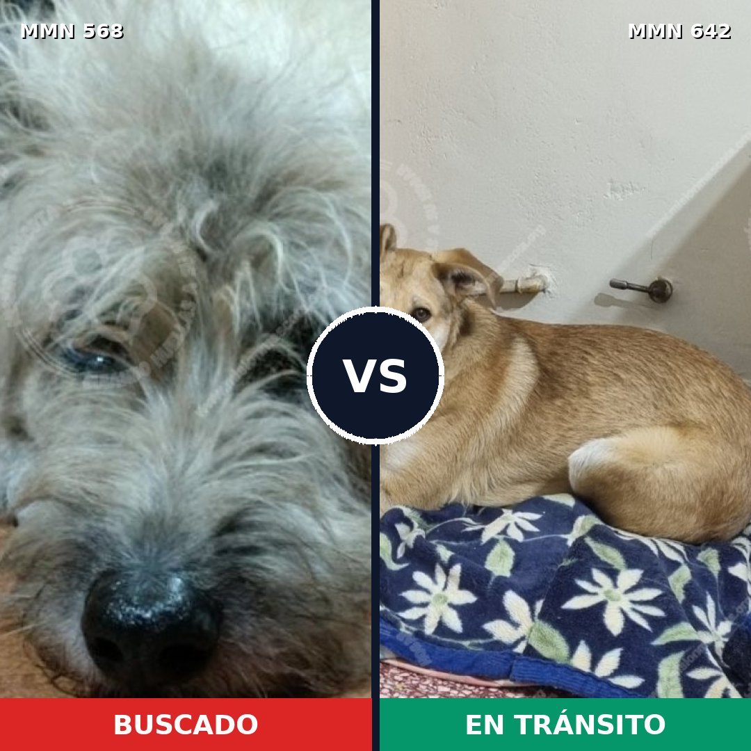 Comparativa MMS 9004: mascota perdida y mascota encontrada, 71% de similitud