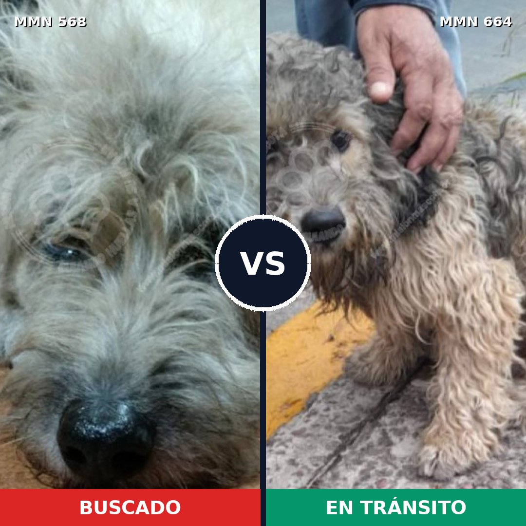 Comparativa MMS 9006: mascota perdida y mascota encontrada, 82% de similitud