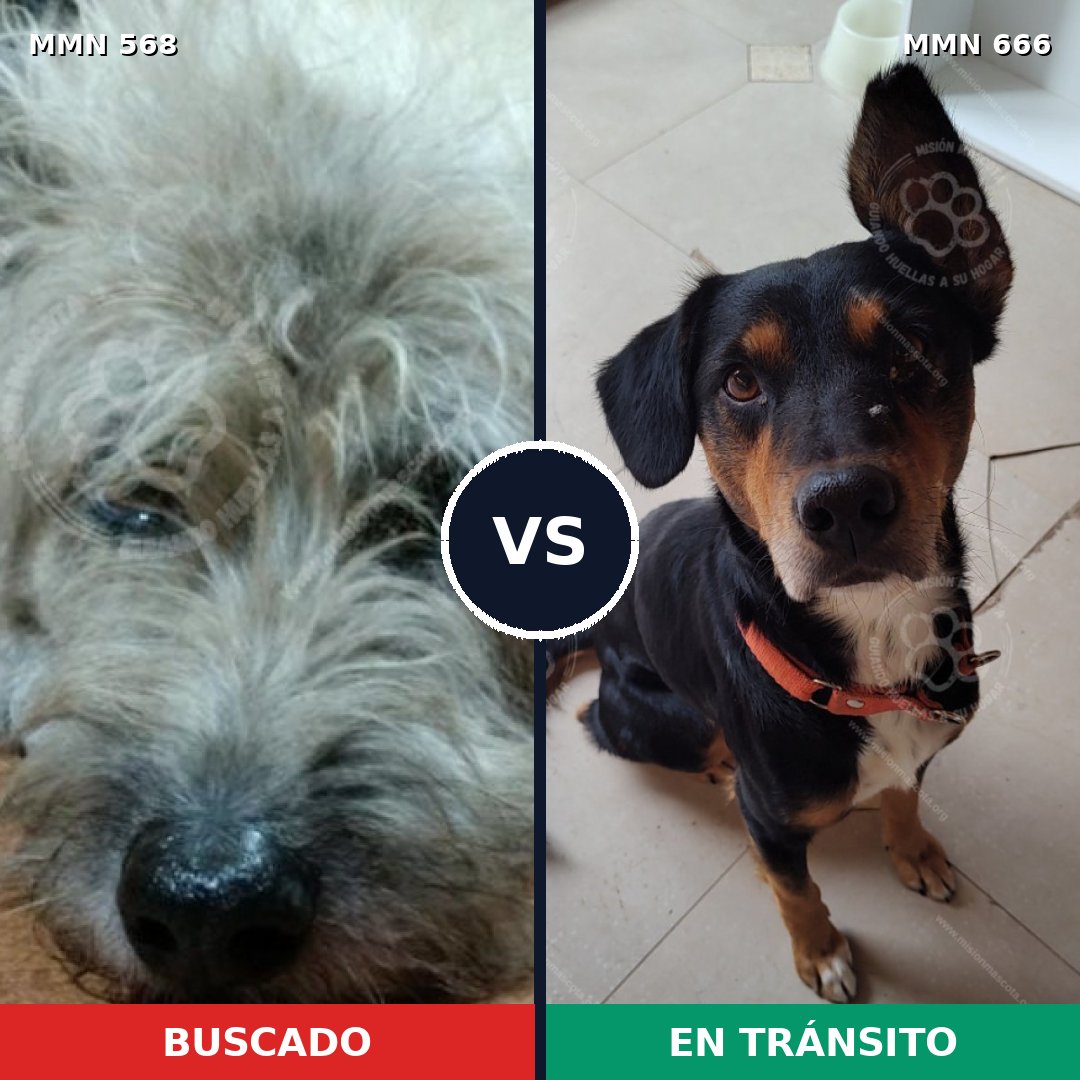 Comparativa MMS 9007: mascota perdida y mascota encontrada, 48% de similitud