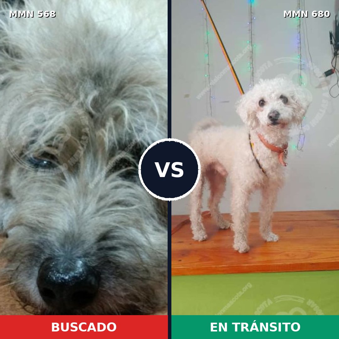 Comparativa MMS 9009: mascota perdida y mascota encontrada, 31% de similitud
