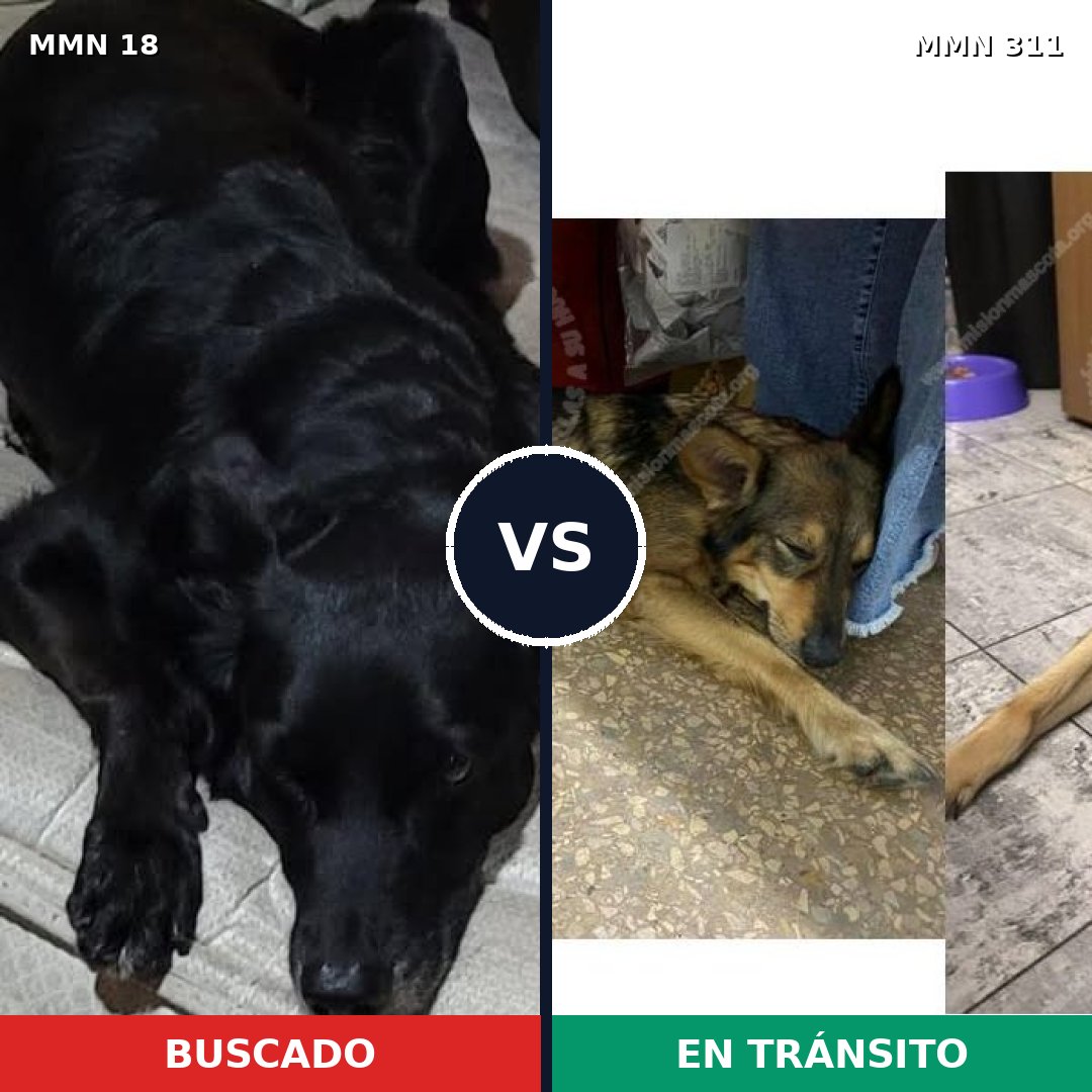 Comparativa MMS 901: mascota perdida y mascota encontrada, 61% de similitud