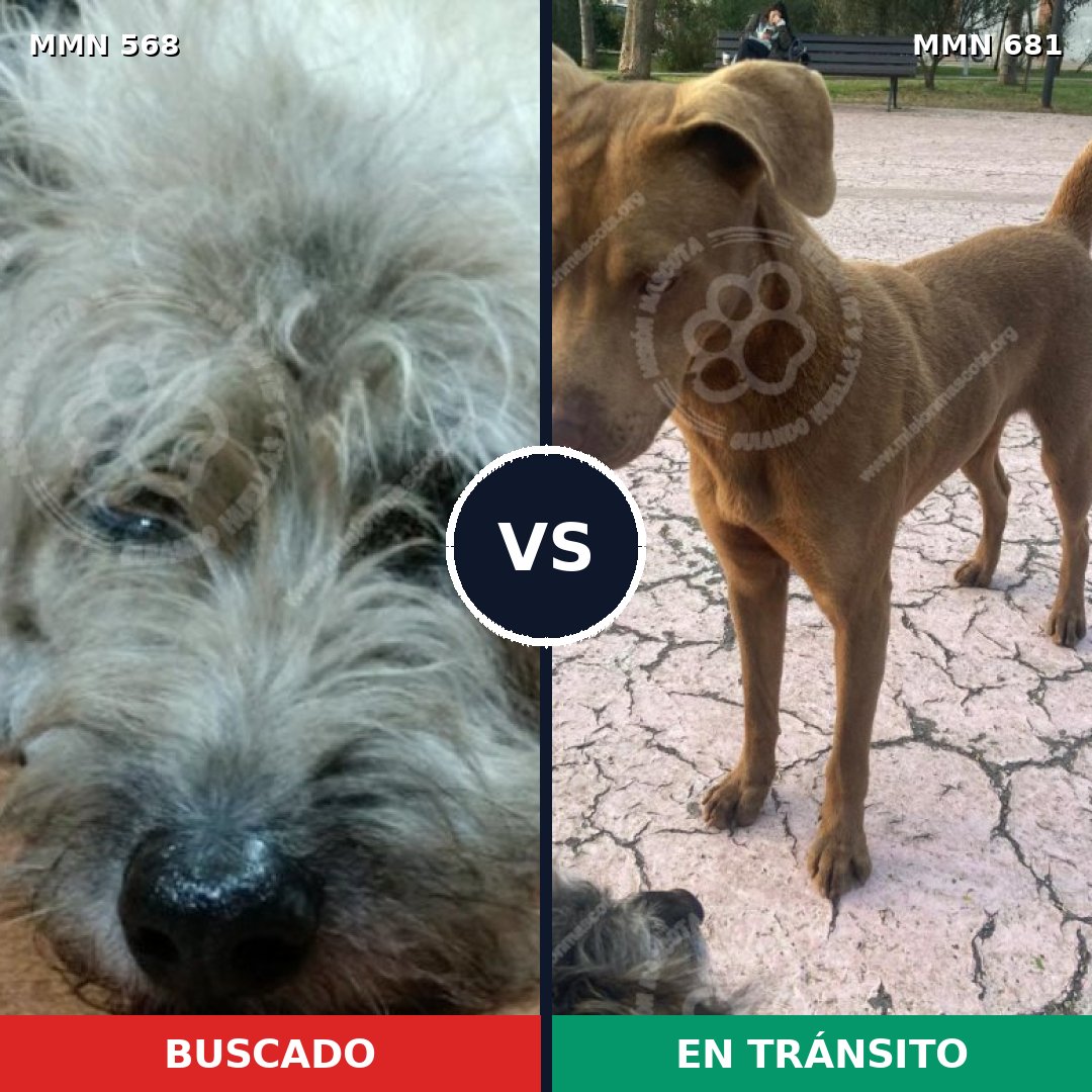 Comparativa MMS 9010: mascota perdida y mascota encontrada, 33% de similitud