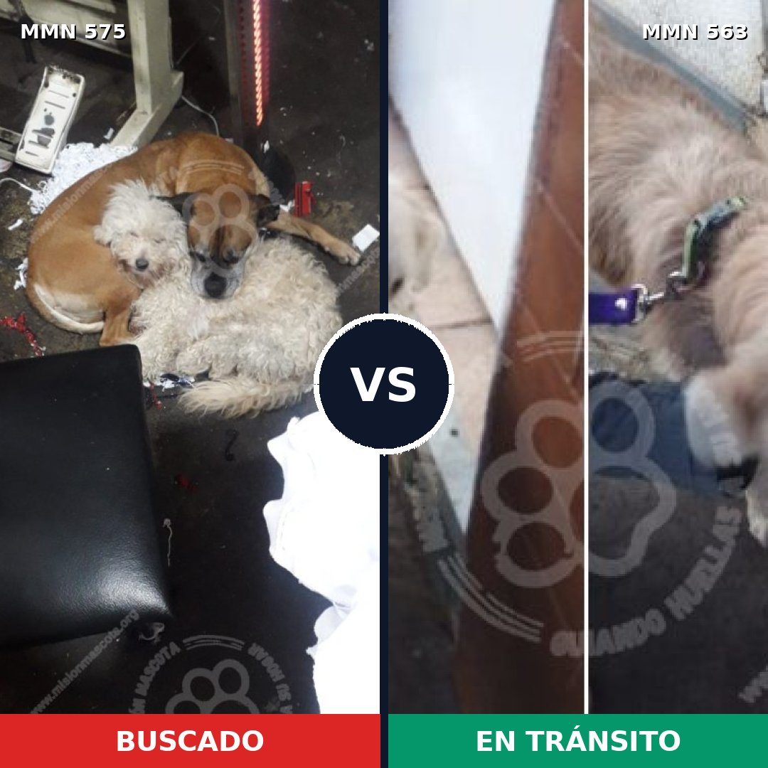 Comparativa MMS 9016: mascota perdida y mascota encontrada, 80% de similitud