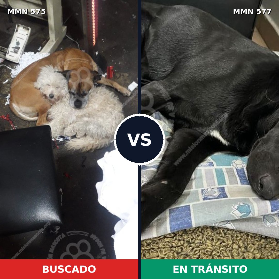 Comparativa MMS 9018: mascota perdida y mascota encontrada, 74% de similitud