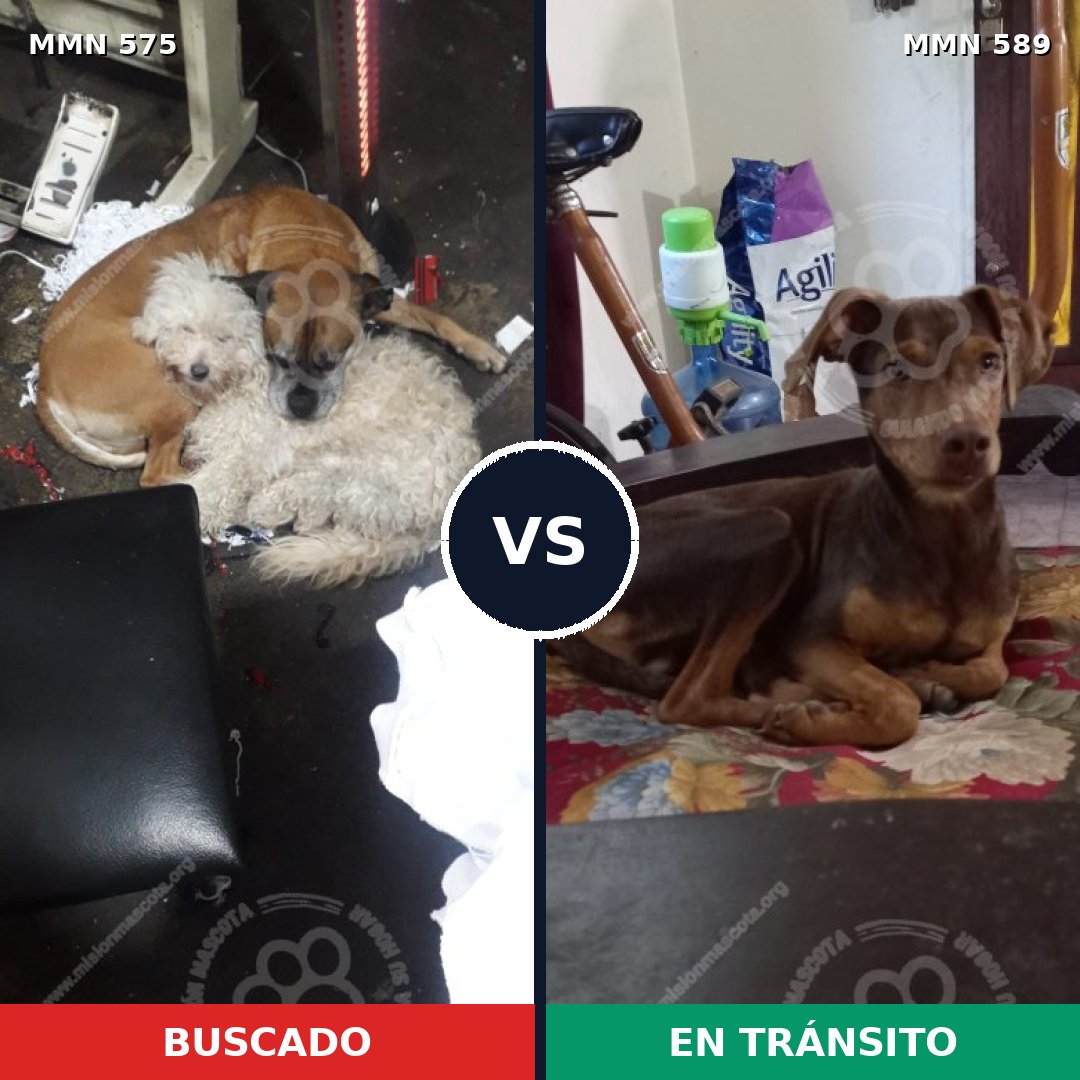 Comparativa MMS 9019: mascota perdida y mascota encontrada, 13% de similitud