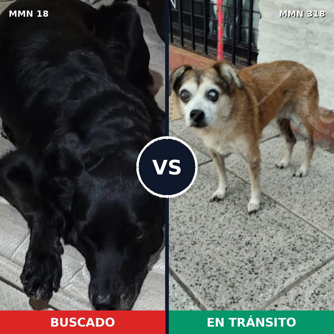 Comparativa MMS 902: mascota perdida y mascota encontrada, 55% de similitud