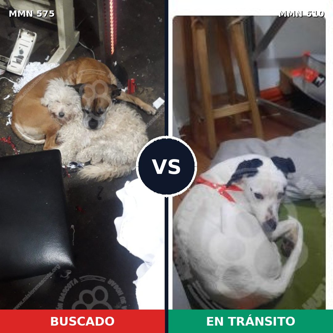 Comparativa MMS 9020: mascota perdida y mascota encontrada, 78% de similitud