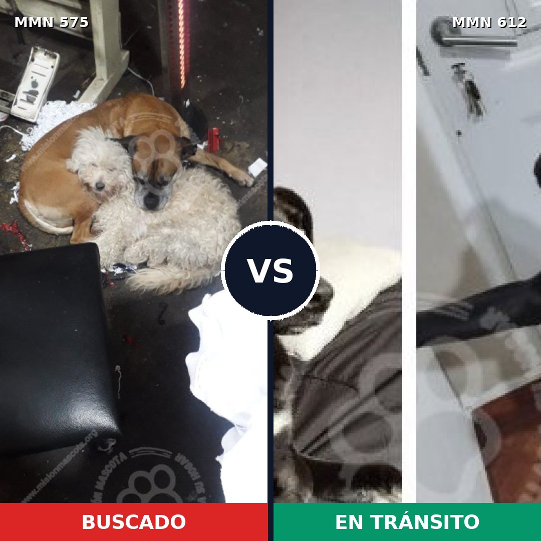 Comparativa MMS 9021: mascota perdida y mascota encontrada, 74% de similitud