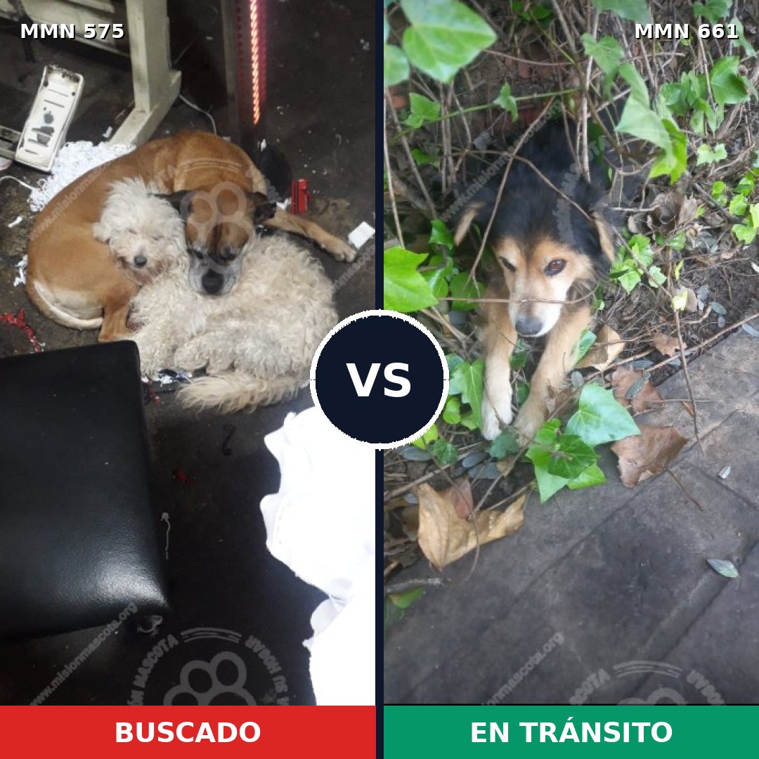 Comparativa MMS 9024: mascota perdida y mascota encontrada, 7% de similitud