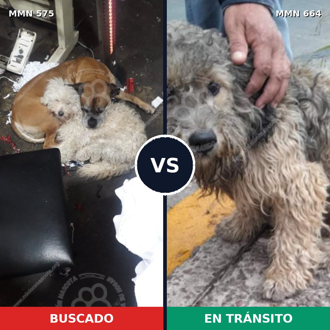 Comparativa MMS 9025: mascota perdida y mascota encontrada, 63% de similitud