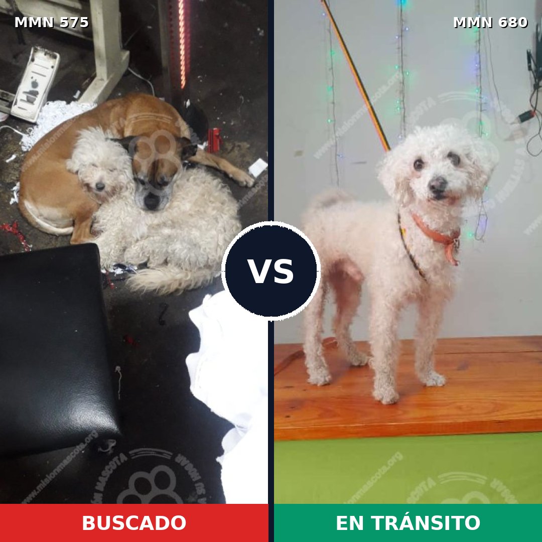Comparativa MMS 9028: mascota perdida y mascota encontrada, 66% de similitud