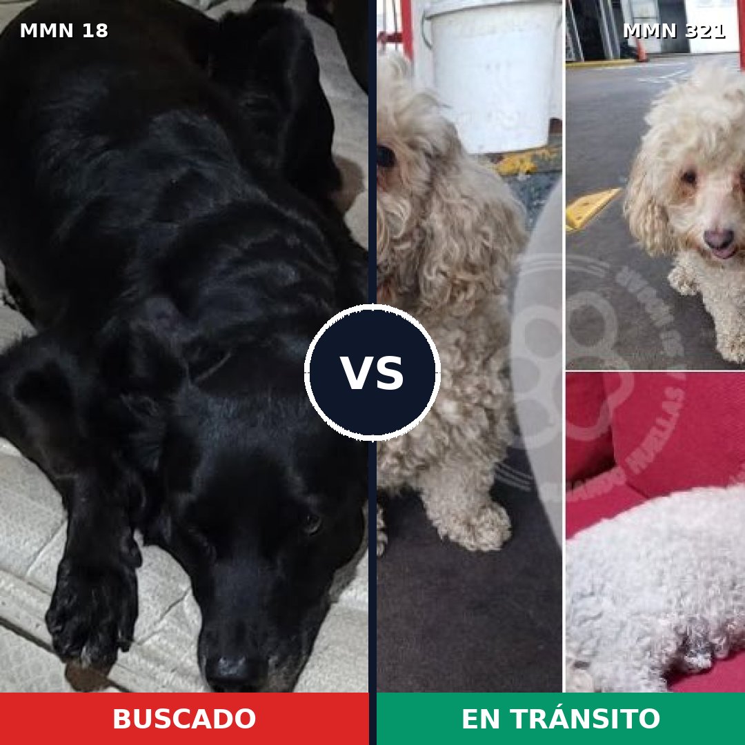 Comparativa MMS 903: mascota perdida y mascota encontrada, 36% de similitud