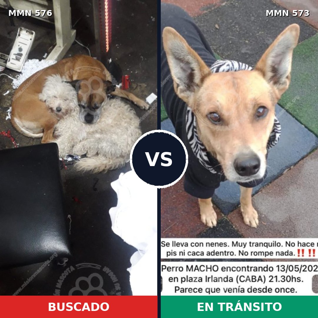 Comparativa MMS 9031: mascota perdida y mascota encontrada, 73% de similitud