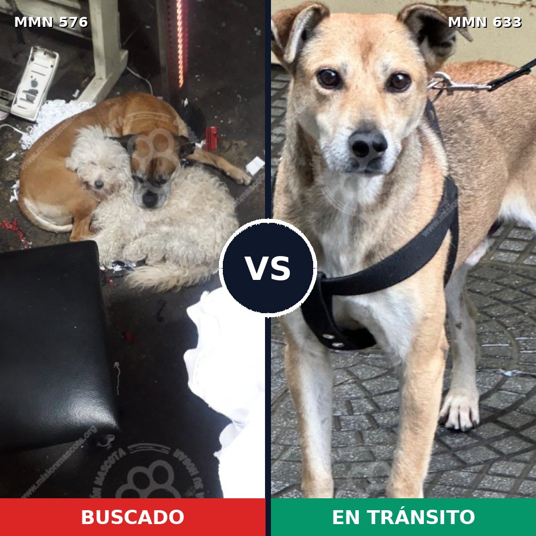 Comparativa MMS 9036: mascota perdida y mascota encontrada, 59% de similitud