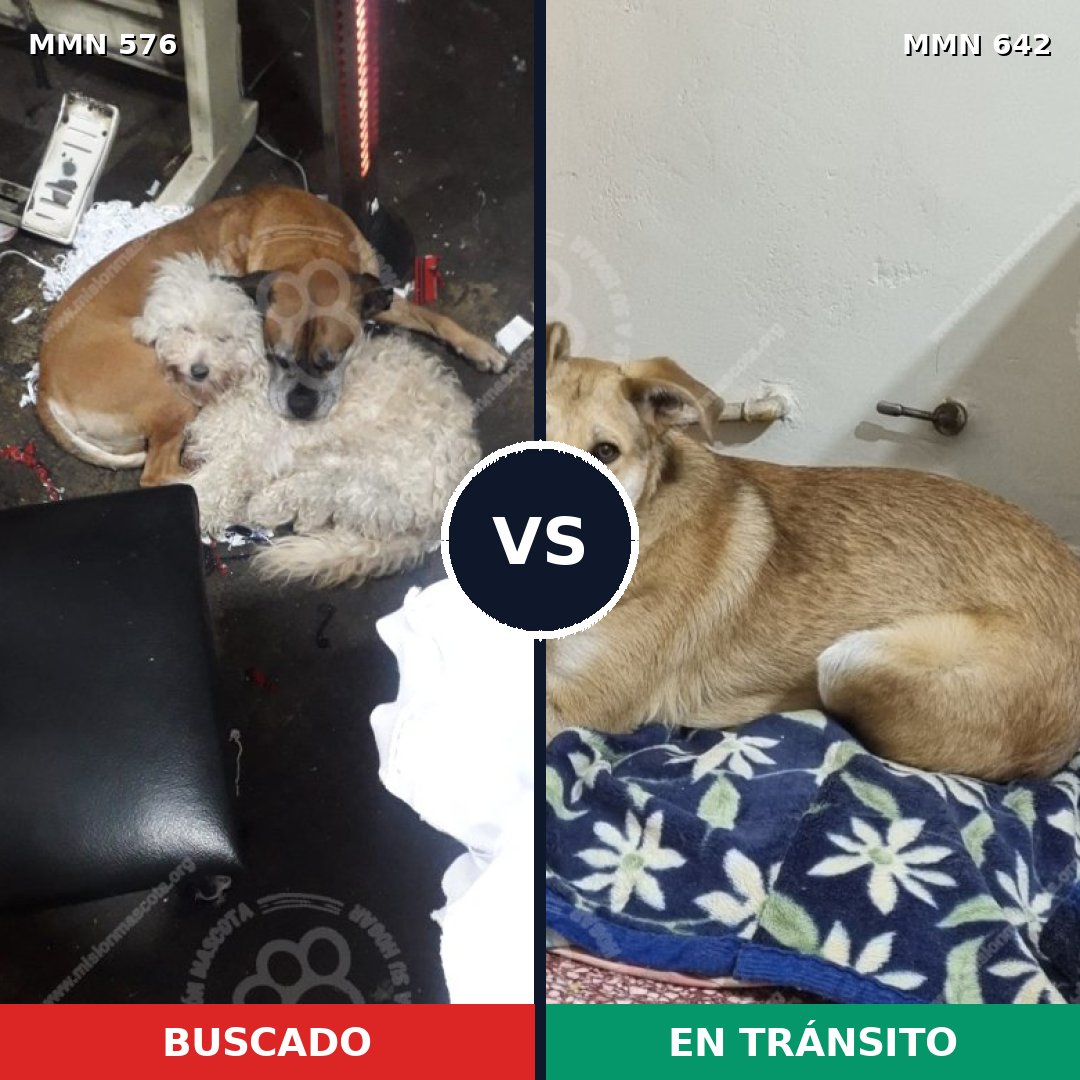 Comparativa MMS 9037: mascota perdida y mascota encontrada, 16% de similitud