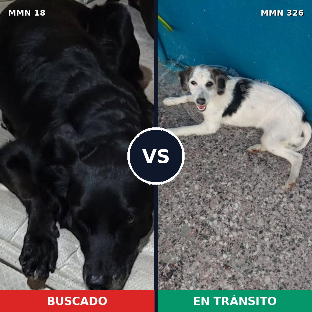 Comparativa MMS 904: mascota perdida y mascota encontrada, 61% de similitud