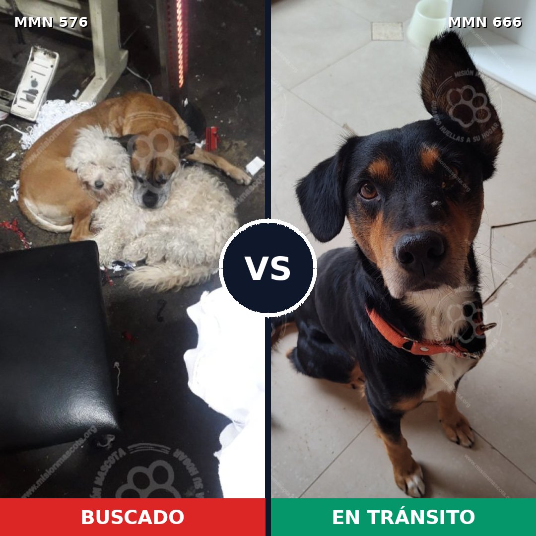 Comparativa MMS 9040: mascota perdida y mascota encontrada, 75% de similitud