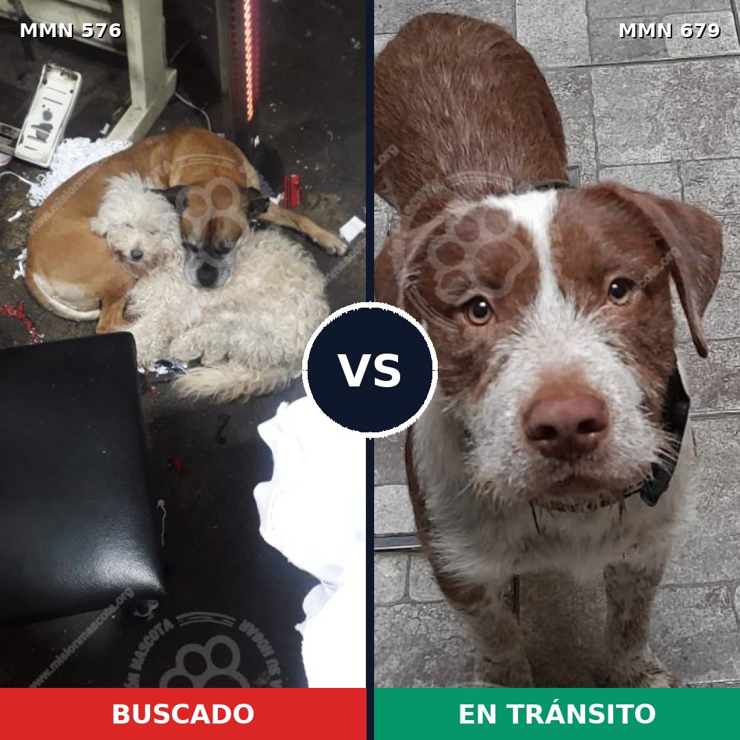 Comparativa MMS 9041: mascota perdida y mascota encontrada, 13% de similitud