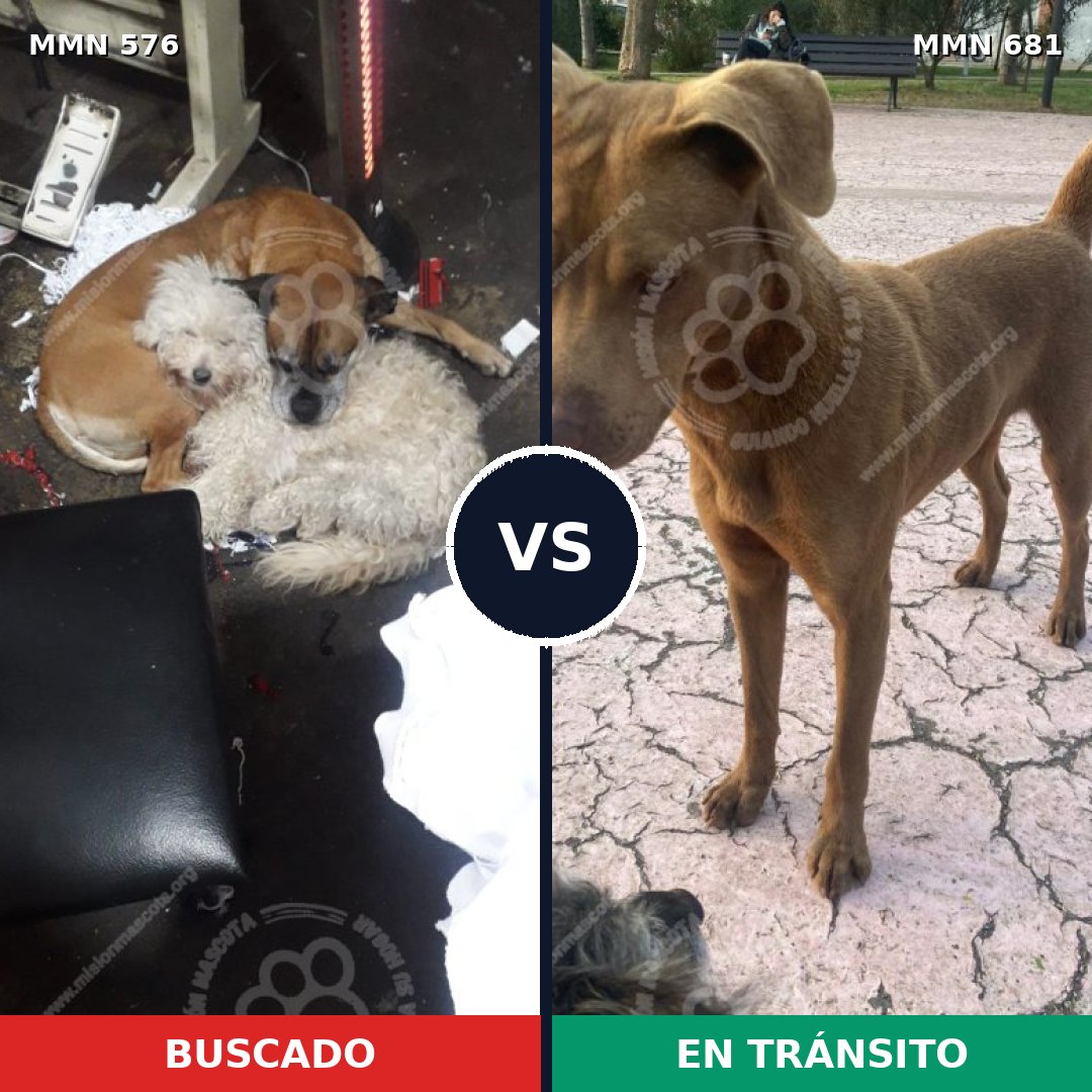 Comparativa MMS 9043: mascota perdida y mascota encontrada, 32% de similitud