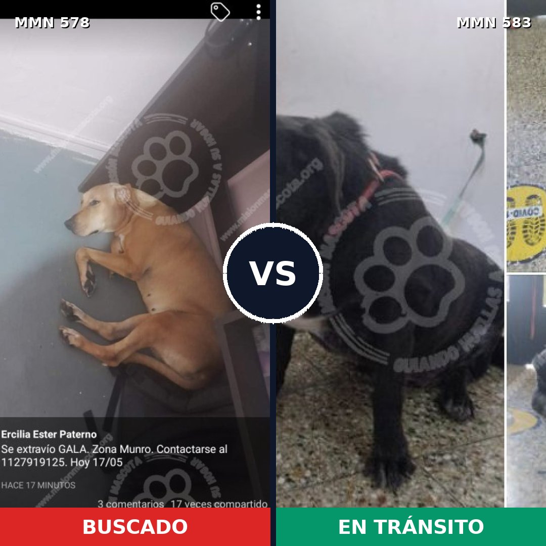 Comparativa MMS 9044: mascota perdida y mascota encontrada, 65% de similitud