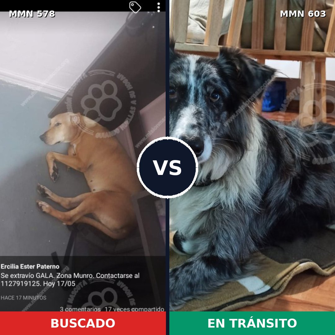 Comparativa MMS 9045: mascota perdida y mascota encontrada, 50% de similitud
