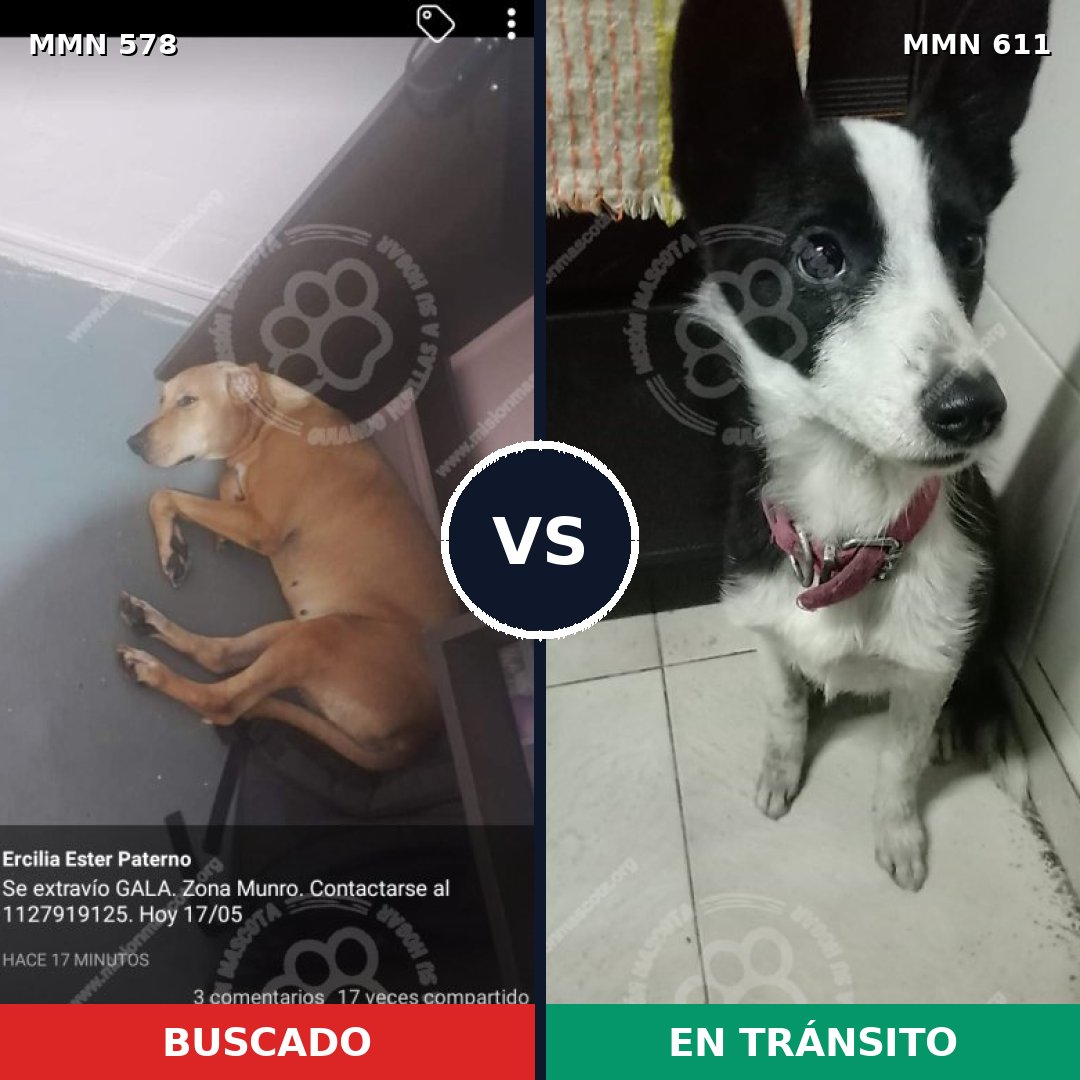 Comparativa MMS 9046: mascota perdida y mascota encontrada, 66% de similitud