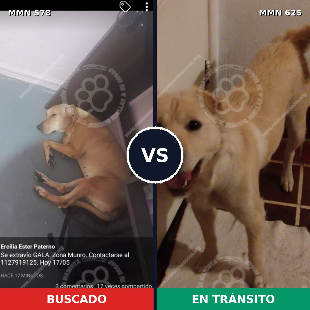 Comparativa MMS 9047: mascota perdida y mascota encontrada, 67% de similitud