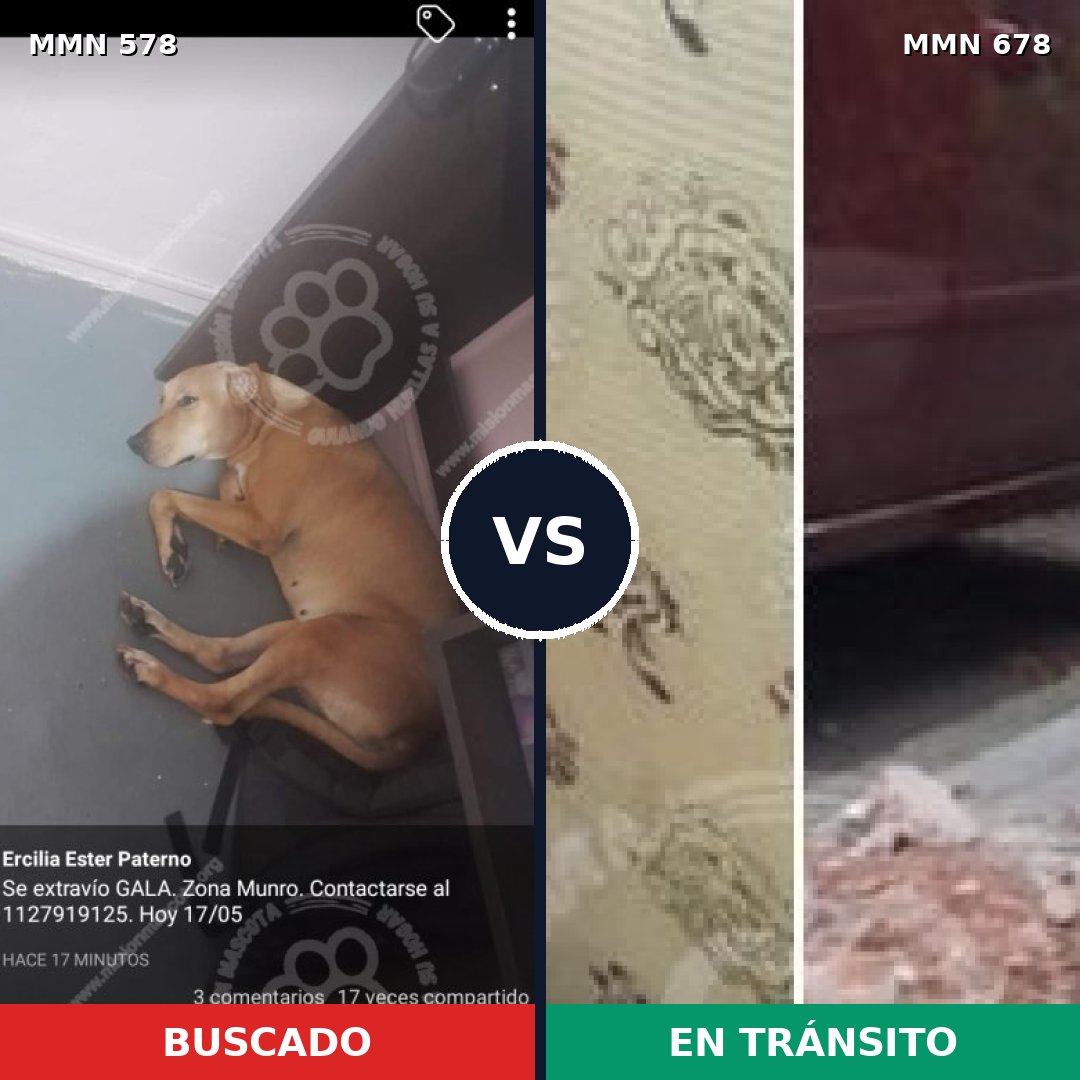 Comparativa MMS 9048: mascota perdida y mascota encontrada, 66% de similitud