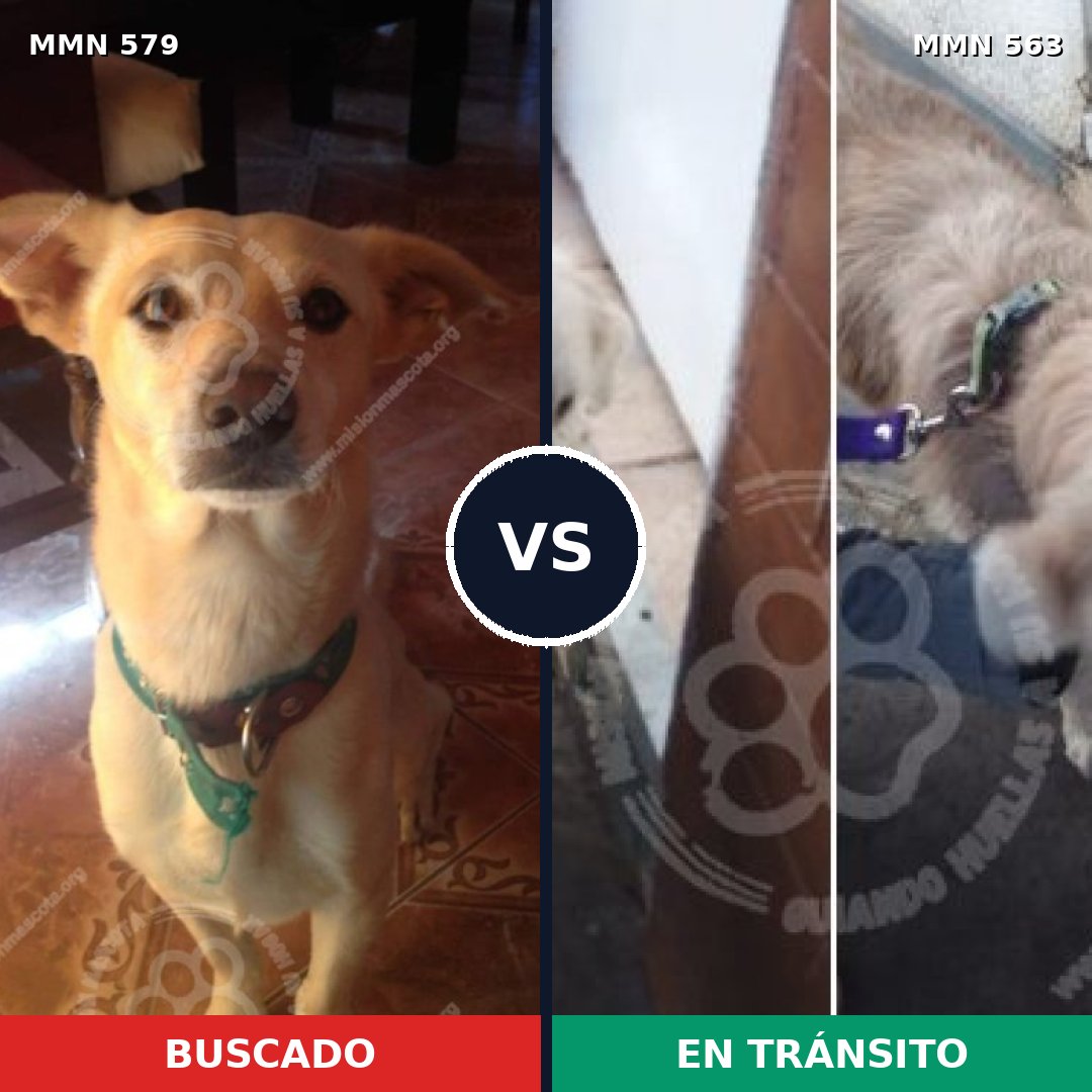 Comparativa MMS 9049: mascota perdida y mascota encontrada, 63% de similitud